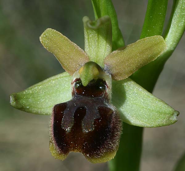 Ophrys incantata \ Faszinierende Ragwurz / Fascinating Spider Orchid, Kroatien/Croatia,  Zecevo 29.3.2015 (Photo: Helmut Presser)