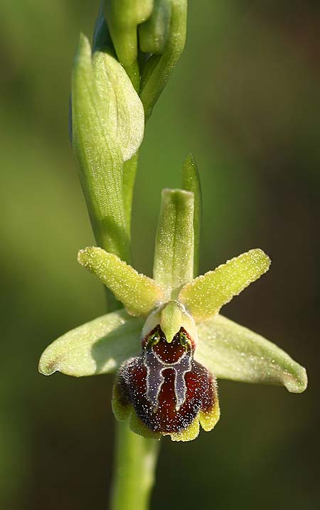 Ophrys incantata \ Faszinierende Ragwurz / Fascinating Spider Orchid, Kroatien/Croatia,  Zecevo 29.3.2015 (Photo: Helmut Presser)