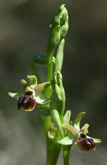 Ophrys incantata \ Faszinierende Ragwurz / Fascinating Spider Orchid, Kroatien/Croatia,  Zecevo 29.3.2015 (Photo: Helmut Presser)