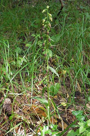 Epipactis leptochila subsp. dinarica / Dinarian Helleborine, Croatia,  Ucka 18.7.2010 