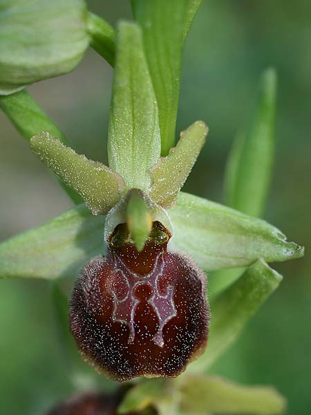 Ophrys liburnica \ Liburnische Ragwurz / Liburnian Spider Orchid, Kroatien/Croatia,  Gruda 8.4.2015 (Photo: Helmut Presser)