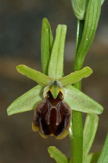 Ophrys liburnica / Liburnian Spider Orchid, Croatia,  Mljet 25.3.2009 (Photo: Roko Cicmir)
