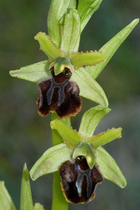 Ophrys liburnica / Liburnian Spider Orchid, Croatia,  Mljet 25.3.2009 (Photo: Roko Cicmir)