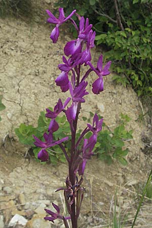 Anacamptis laxiflora \ Lockerblütiges Knabenkraut / Loose-flowered Orchid, Kroatien/Croatia,  Istrien/Istria, Gracisce 27.5.2006 