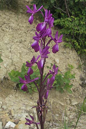 Anacamptis laxiflora \ Lockerblütiges Knabenkraut, Kroatien,  Istrien, Gracisce 27.5.2006 