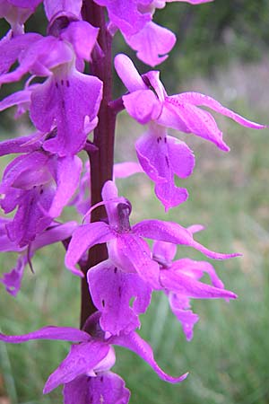 Orchis mascula subsp. speciosa \ Prächtiges Knabenkraut / Splendid Early Purple Orchid, Kroatien/Croatia,  Velebit Zavizan 4.6.2008 