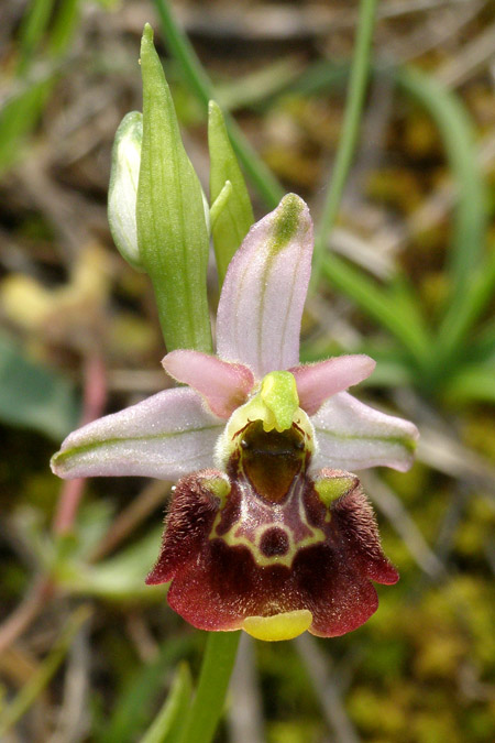 Ophrys medea \ Medea-Ragwurz, Kroatien,  Cres 9.5.2010 (Photo: Roko Cicmir)