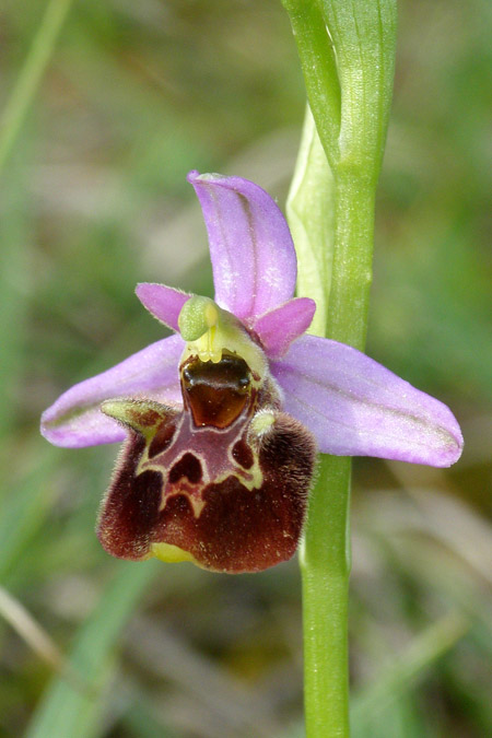 Ophrys medea \ Medea-Ragwurz, Kroatien,  Cres 9.5.2010 (Photo: Roko Cicmir)