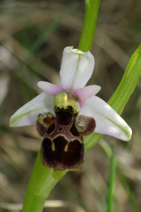 Ophrys medea \ Medea-Ragwurz, Kroatien,  Cres 9.5.2010 (Photo: Roko Cicmir)