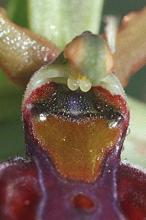 Ophrys montenegrina / Montenegro Spider Orchid, Croatia,  Gruda 3.4.2006 