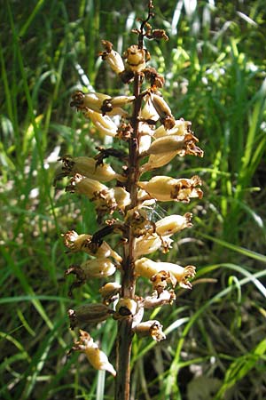 Neottia nidus-avis \ Vogel-Nestwurz / Bird's-Nest Orchid, Kroatien/Croatia,  Ucka 28.6.2010 