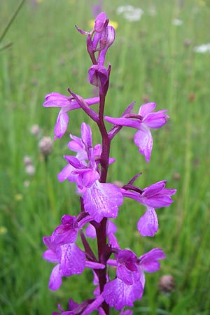 Anacamptis palustris subsp. elegans \ Elegantes Sumpf-Knabenkraut / Elegant Marsh Orchid, Kroatien/Croatia,  Gospic 3.6.2008 