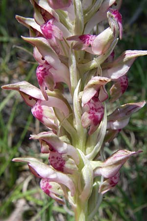 Anacamptis coriophora subsp. fragrans / Fragrant Orchid, Croatia,  Ramljane 2.6.2008 