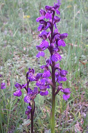 Anacamptis morio subsp. caucasica \ Südkaukasisches Knabenkraut, Kroatien,  Plitvicka 31.5.2008 