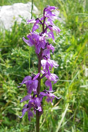 Orchis mascula subsp. speciosa \ Prächtiges Knabenkraut / Splendid Early Purple Orchid, Kroatien/Croatia,  Velebit Zavizan 30.6.2010 