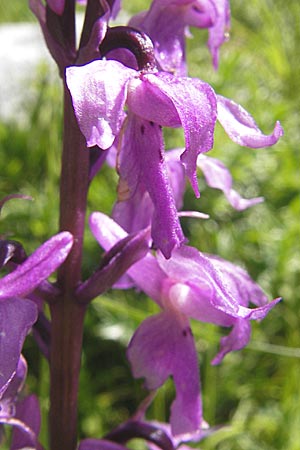 Orchis mascula subsp. speciosa \ Prächtiges Knabenkraut / Splendid Early Purple Orchid, Kroatien/Croatia,  Velebit Zavizan 30.6.2010 