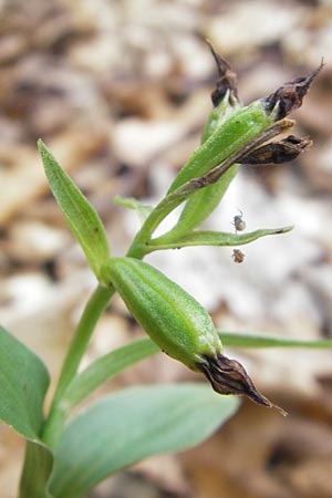 Epipactis exilis \ Zierliche Ständelwurz, Kroatien,  Medvednica 1.8.2011 