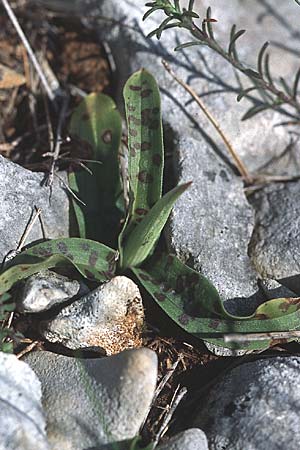 Orchis quadripunctata \ Vierpunkt-Knabenkraut, Kroatien,  Sibenik 2.4.2006 