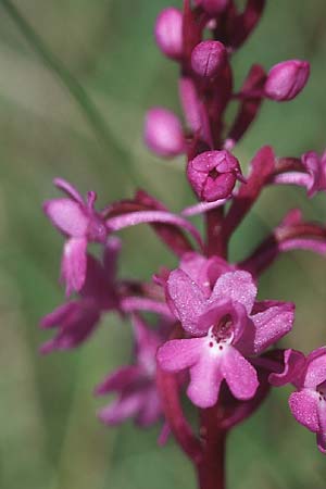 [click] Orchis quadripunctata, Croatia,  Hvar, Stari Grad 7.4.2006 