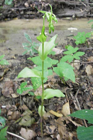 Epipactis rivularis / Brook Helleborine, Croatia,  Medvednica 18.7.2010 