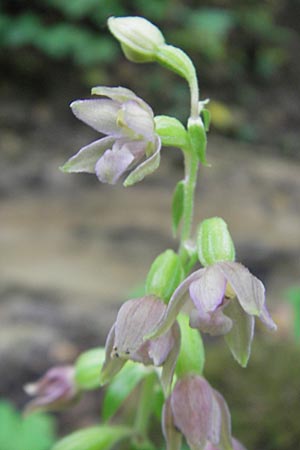 Epipactis rivularis \ Bach-Ständelwurz / Brook Helleborine, Kroatien/Croatia,  Medvednica 1.8.2011 