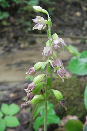 Epipactis rivularis / Brook Helleborine, Croatia,  Medvednica 1.8.2011 