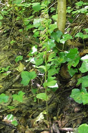 Epipactis rivularis / Brook Helleborine, Croatia,  Medvednica 1.8.2011 