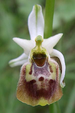 Ophrys tetraloniae \ Tetralonia-Ragwurz, Kroatien,  Istrien, Vrh 6.6.2008 