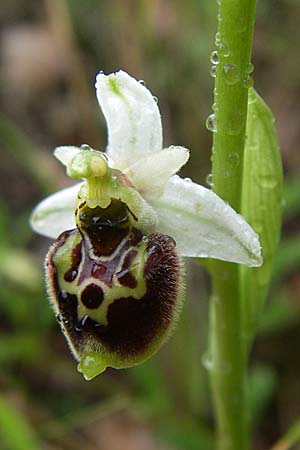 Ophrys tetraloniae \ Tetralonia-Ragwurz, Kroatien,  Istrien, Vrh 6.6.2008 