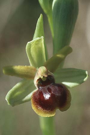 Ophrys tommasinii \ Istrische Spinnen-Ragwurz / Istrian Spider Orchid, Kroatien/Croatia,  Sibenik 8.4.2006 