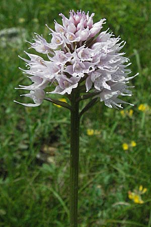 Traunsteinera globosa \ Rote Kugelorchis / Globe Orchid, Kroatien/Croatia,  Velebit 31.5.2006 