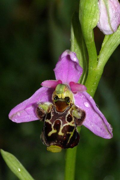 Ophrys zinsmeisteri \ Zinsmeisters Ragwurz / Zinsmeister's Orchid, Kroatien/Croatia,  Krk, Glavotok 9.5.2010 (Photo: Roko Cicmir)