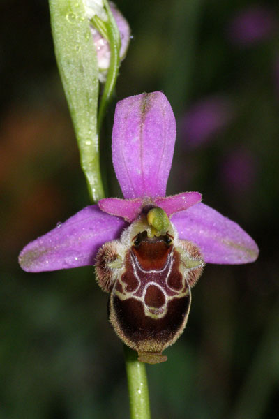 Ophrys zinsmeisteri \ Zinsmeisters Ragwurz / Zinsmeister's Orchid, Kroatien/Croatia,  Krk, Glavotok 9.5.2010 (Photo: Roko Cicmir)