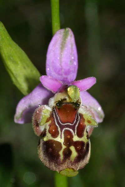 Ophrys zinsmeisteri \ Zinsmeisters Ragwurz, Kroatien,  Krk, Glavotok 9.5.2010 (Photo: Roko Cicmir)