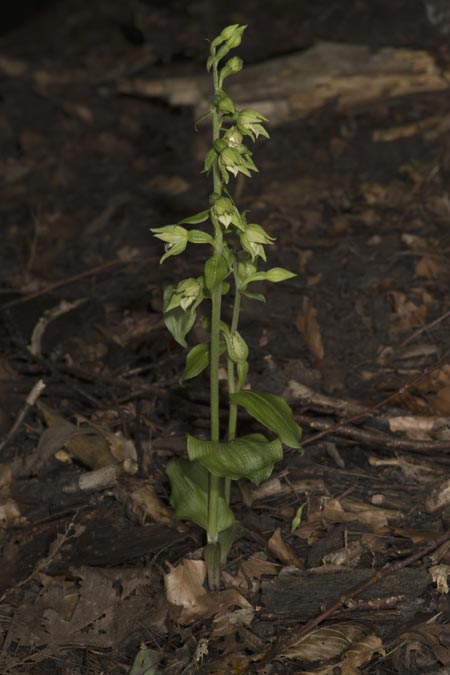 Epipactis moravica \ Mährische Ständelwurz / Moravian Helleborine, Ungarn/Hungary,  Mecsek - Gebirge/Massif 29.7.2014 (Photo: Mark Lynes)