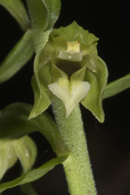 Epipactis moravica \ Mährische Ständelwurz / Moravian Helleborine, Ungarn/Hungary,  Mecsek - Gebirge/Massif 29.7.2014 (Photo: Mark Lynes)