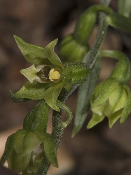 Epipactis peitzii \ Peitz-Ständelwurz / Peitz' Helleborine (?), Ungarn/Hungary,  Mecsek - Gebirge/Massif 29.7.2014 (Photo: Mark Lynes)