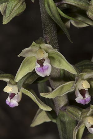 Epipactis purpurata \ Violette Ständelwurz / Violet Helleborine, Ungarn/Hungary,  Mecsek - Gebirge/Massif 29.7.2014 (Photo: Mark Lynes)