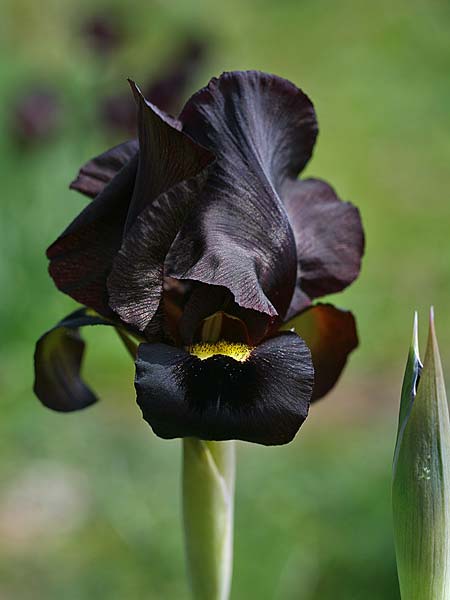 Iris atropurpurea \ Purpur-Iris, Israel Tel Aviv 26.2.2017 (Photo: Helmut Presser)