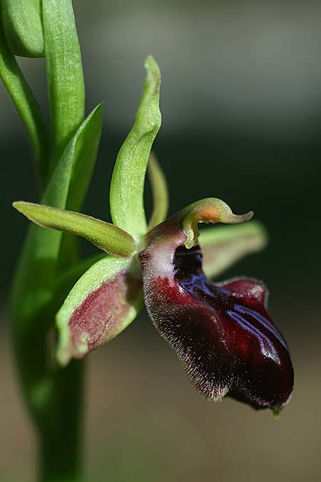 Ophrys adonidis \ Adonis-Ragwurz, Israel,  Nord- Israel 26.2.2017 (Photo: Helmut Presser)
