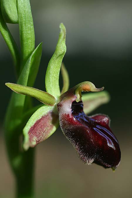 Ophrys adonidis \ Adonis-Ragwurz / Adonis Orchid, Israel,  Nord-/Northern Israel 26.2.2017 (Photo: Helmut Presser)