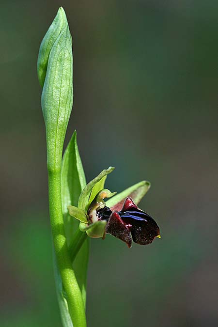 Ophrys adonidis \ Adonis-Ragwurz / Adonis Orchid, Israel,  Nord-/Northern Israel 26.2.2017 (Photo: Helmut Presser)