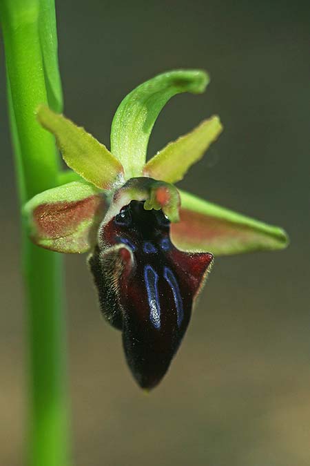 Ophrys adonidis \ Adonis-Ragwurz / Adonis Orchid, Israel,  Nord-/Northern Israel 26.2.2017 (Photo: Helmut Presser)