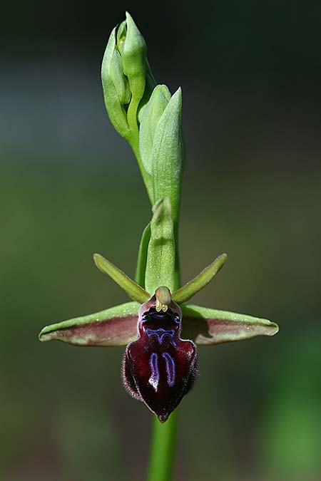 Ophrys adonidis / Adonis Orchid, Israel,  Northern Israel 26.2.2017 (Photo: Helmut Presser)