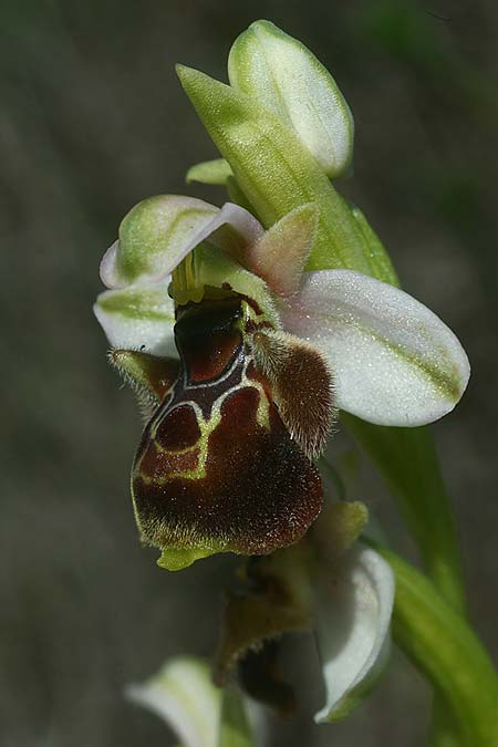 Ophrys umbilicata subsp. beerii / Beeri Bee Orchid, Israel,  Western Israel 26.2.2017 (Photo: Helmut Presser)