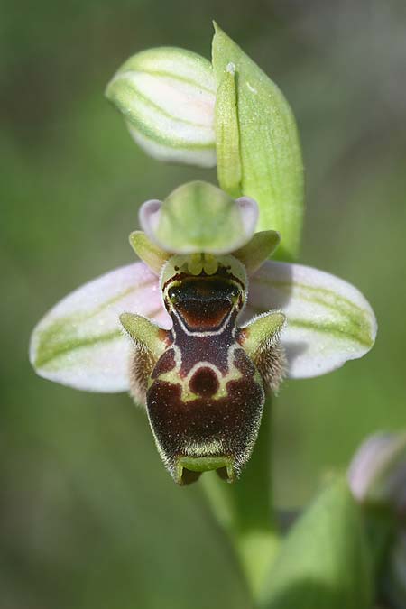 Ophrys umbilicata subsp. beerii / Beeri Bee Orchid, Israel,  Western Israel 26.2.2017 (Photo: Helmut Presser)