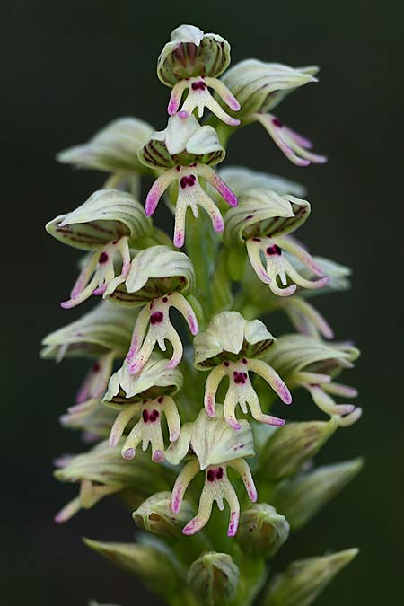Orchis galilaea / Galilee Orchid, Israel,  Mount Carmel 4.3.2017 (Photo: Helmut Presser)