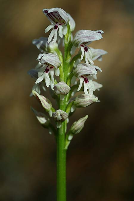 Orchis galilaea / Galilee Orchid, Israel,  Mount Carmel 4.3.2017 (Photo: Helmut Presser)