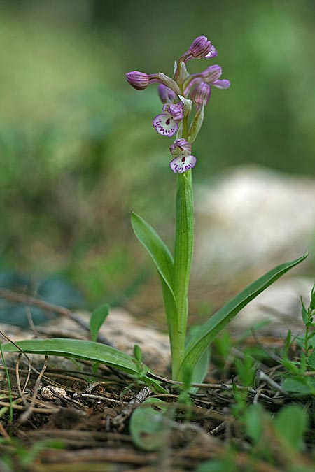 Anacamptis israelitica x papilionacea subsp. palaestina, Israel,  Northern Israel 27.2.2017 (Photo: Helmut Presser)