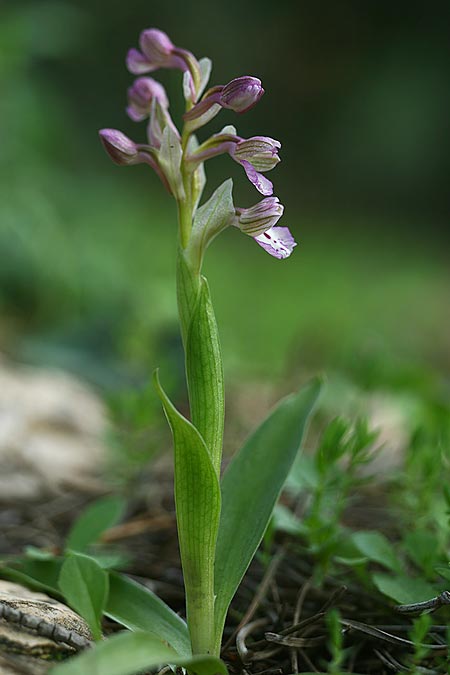 Anacamptis israelitica x papilionacea subsp. palaestina, Israel,  Nord-/Northern Israel 27.2.2017 (Photo: Helmut Presser)